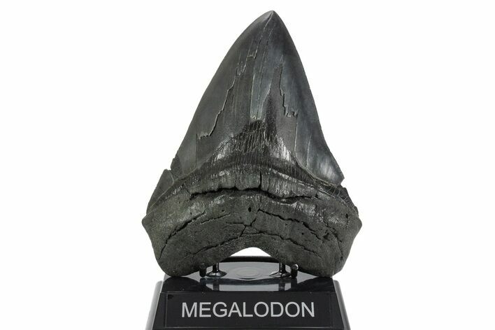 Serrated, Fossil Megalodon Tooth - Massive River Meg #352191